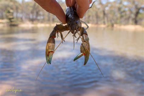 Common Australian Yabby; Cherax destructor