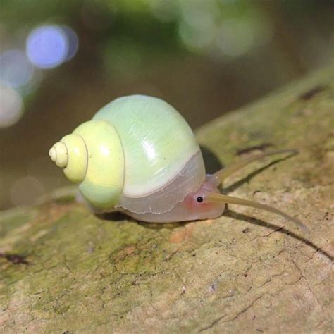 I drew a cute green snail 🐌🍃 : r/wholesome