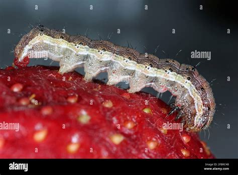 Caterpillar Of The Cotton Bollworm Corn Earworm Or Old World African Bollworm Helicoverpa