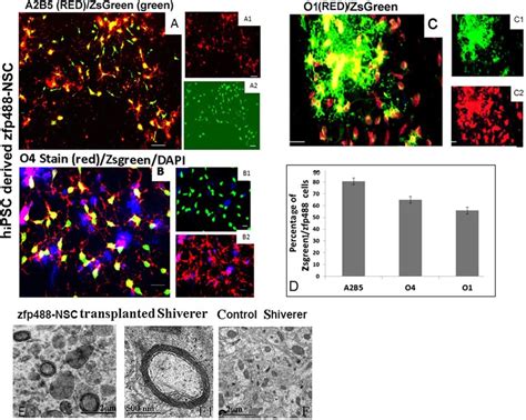 Zfp488 Nscs Derived From Ipscs Differentiated Into Functional