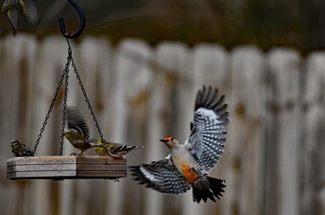 Red Belly Woodpecker feeding with friends - FeederWatch