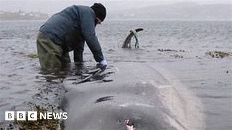Plastic bags found inside whale after stranding on Skye - BBC News