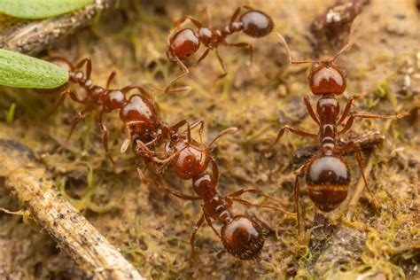 La Hormiga Roja De Fuego Una De Las Especies Ex Ticas M S Invasoras