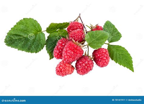 Fresh Raspberry Branch With Ripe Berries Isolated On White Stock Image