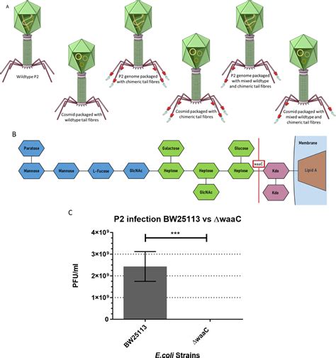 Pseudotyping Bacteriophage P2 Tail Fibers To Extend The Host Range For