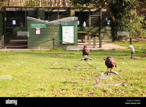 Birds Of Prey Centre In Dalkeith Stock Photo Alamy