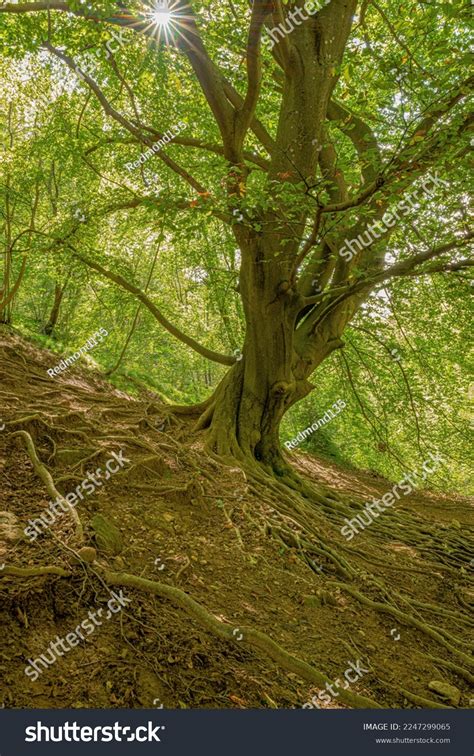 Oak Tree Roots Above Ground