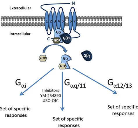 gtp binding protein alpha subunits gq   alpha  protein