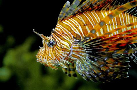 Taming the Lionfish – Mr. Saltwater Tank