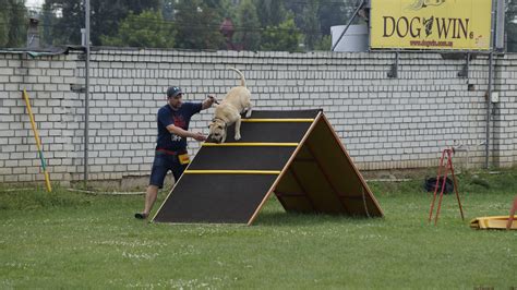 Дрессировка собак | DogWin