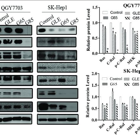 G Lucidum Extracts Significantly Inhibited Rasrafmekerk Signaling