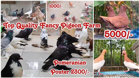 Biggest Fancy Pigeon Farm In Kerala All Kind Of Fancy Pigeon Hen And