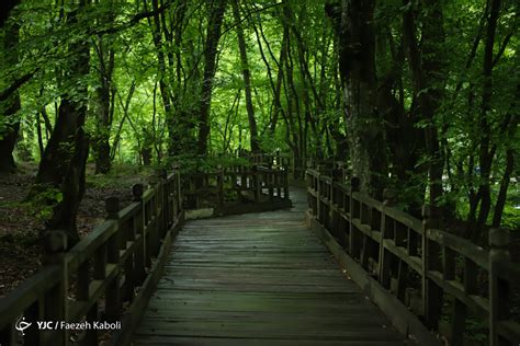 Iran's Nature In Photos: Gorgan Forests - Iran Front Page