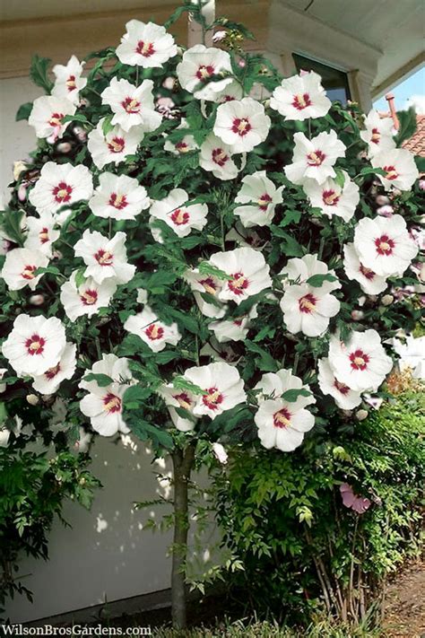 Buy Red Heart Rose Of Sharon Single Trunk Tree Free Shipping Wilson