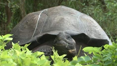 Nueva especie de tortuga gigante en Galápagos