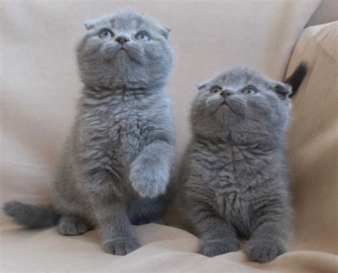 Scottish Fold Kedisi Özellikleri Ve Bakımı Kedi Blog