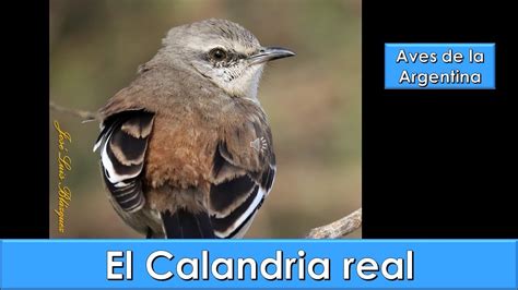 CALANDRIA REAL White Banded Mokingbird Mimus Triurus Aves De La