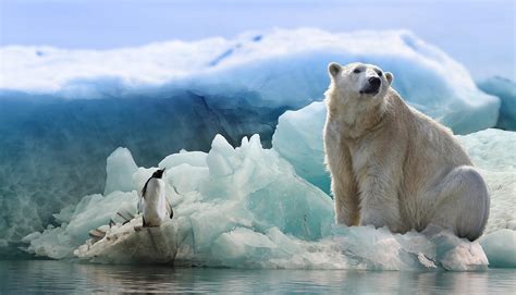 5 Fascinating Facts About Polar Bears Oatuu