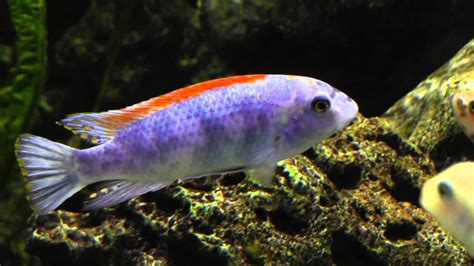 African Malawi Cichlid Tank Labeotropheus Trewavasae Thumbi West Island