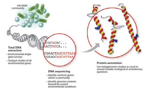 Metagenomics Explained The Power Of Microbial Communities