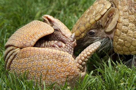 Cute baby armadillo (4 pics) | Amazing Creatures