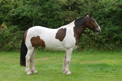 Cob Horse Guide Breeds Characteristics Health And Nutrition Mad Barn