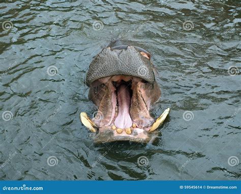 Hippo Teeth Stock Photo Image Of Showing Aggression 59545614