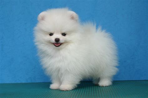 Pomeranian White Fluffy Pets Lovers