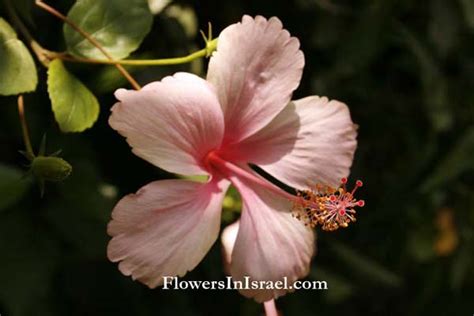 Plants In Israel Hibiscus Rosa Sinensis