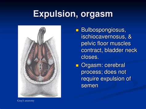 Ppt Control Of Ejaculation Powerpoint Presentation Free Download