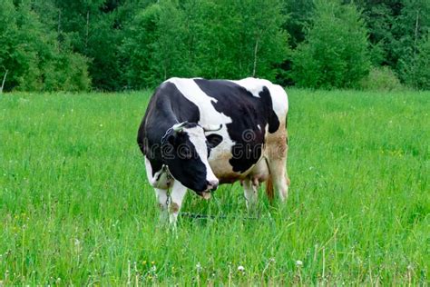 Holstein Black And White Spotted Milk Cow Standing On A Green Rural