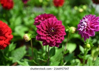 Red Dahlia Flowers Closeup Overhead Photo Stock Photo 2166957547 | Shutterstock