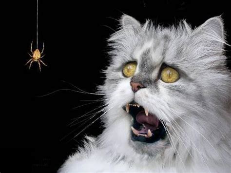 Funny Cats Being Scared 17 Free Hd Wallpaper - Funnypicture.org