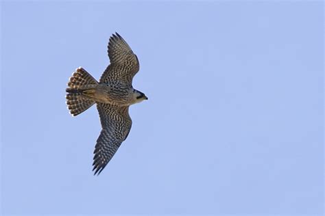 Foto Falc O Peregrino Falco Peregrinus Por Gustavo Magnago Wiki