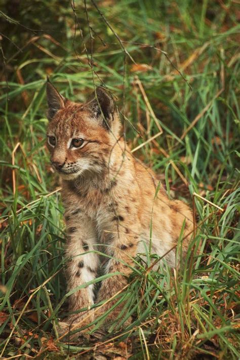 Lynx cub stock photo. Image of catlike, looking, china - 79149576