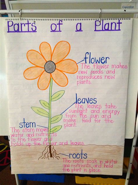 Parts Of A Tree Anchor Chart