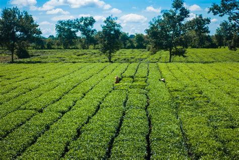 Pohon Lapangan Padang Rumput Foto Gratis Di Pixabay Pixabay