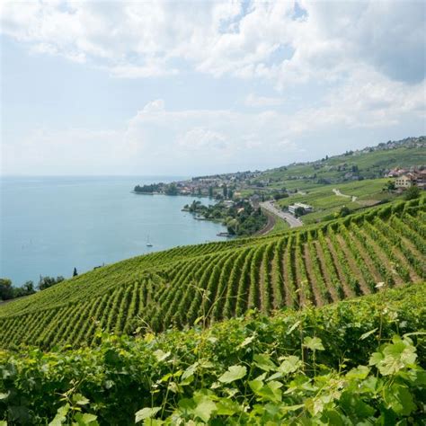 Lavaux der Künstler myvaud