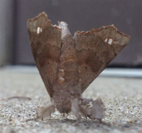 The Angel Moth Butterflies And Moths Of Floracliff Nature Sanctuary