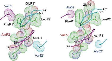 Viruses Free Full Text Role Of Gag In Hiv Resistance To Protease