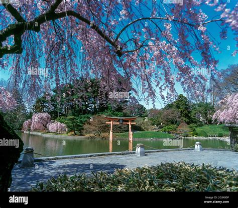 SPRING BLOSSOMS TORII GATEWAY JAPANESE HILL AND POND GARDEN BROOKLYN