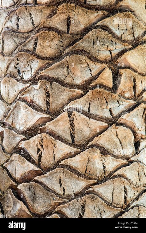 Palm Tree Texture In Close Up Palm Tree Bark Caleta De Fuste Stock