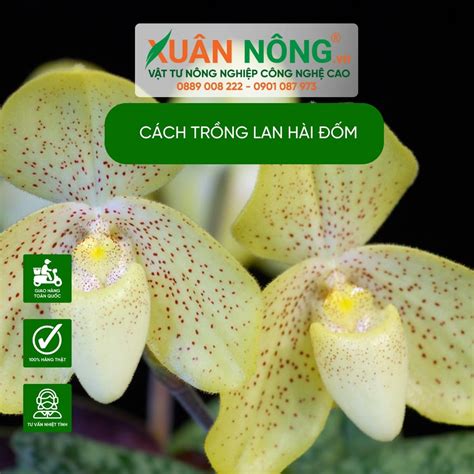 Cách trồng Lan Hài Đốm năng suất cao 