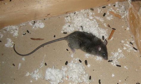 Home | Rat Poop - Learn About Rat Feces Diseases, Dangers, and How to Clean Up