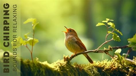 Beautiful Birds Sounds Singing Birds Hours Of Birds Singing In The