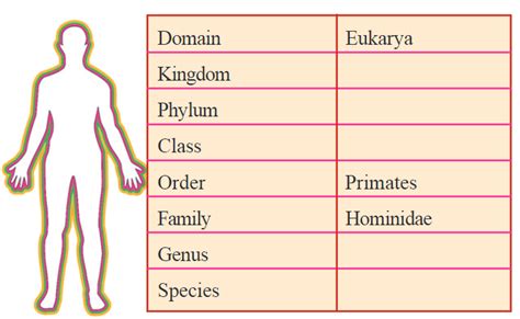 Main Taxonomic The Hierarchy Of Biological Classifications 49 Off