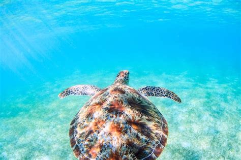 Premium Photo | Turtle swimming in sea