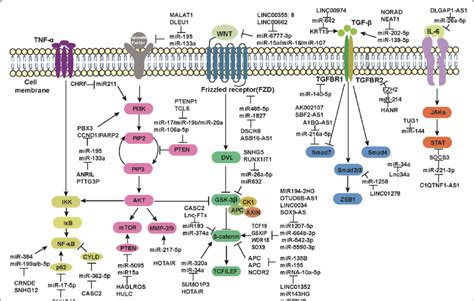 Schematic Representation Of Five Major Signaling Pathways Schematic