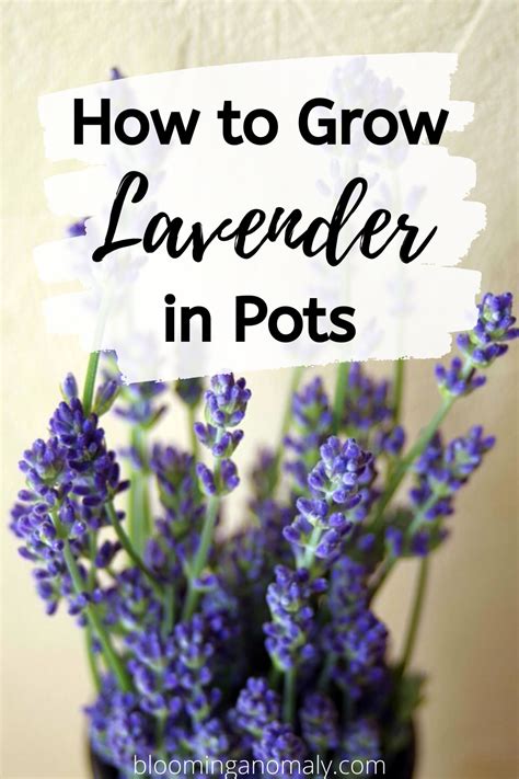 Indoor Lavender Plant English Lavender Plant Lavender Plant Care