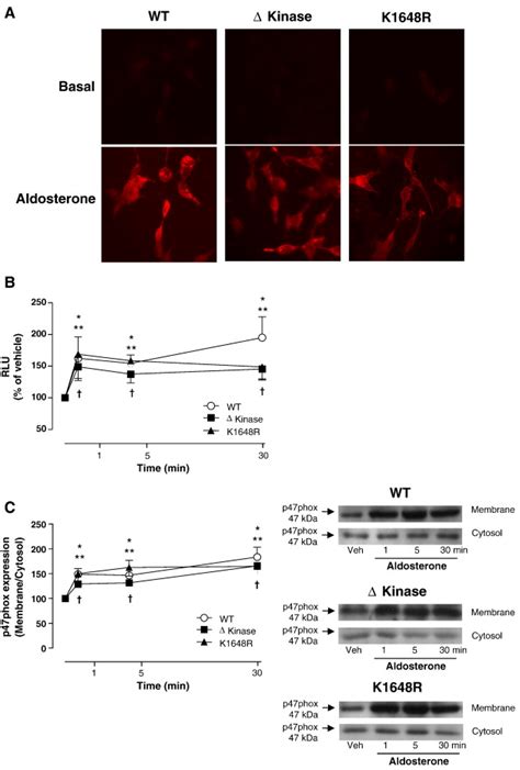 Deletion Or A Single Point Mutation In The Atp Binding Site Of The